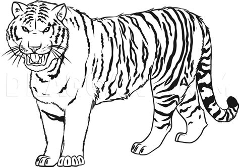 How To Draw A Tiger Step By Step Drawing Guide By Dawn Dragoart