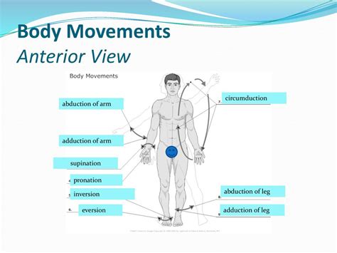 Types Of Body Movements Ppt Download