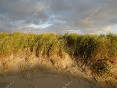 North Sea Dunes In The Sunset On The Island Ameland In Holland — Stock