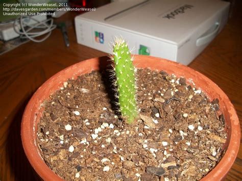 I have a christmas cactus that a friend gave me in 2005. Beginner Gardening: Help with cactus identification, 1 by ...