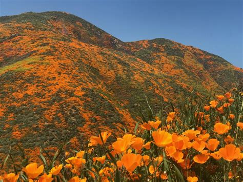The answer is a lot more colorful than you think. Southern California 'Super Bloom' Draws Crowds, Chaos