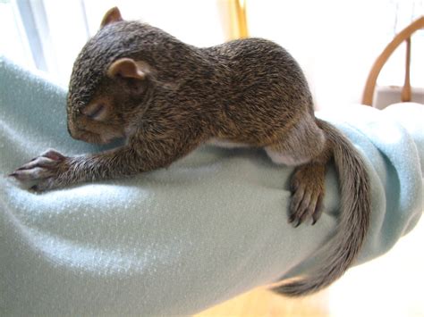 Pictures of baby grey squirrels. Rehab Baby Gray Squirrel | 4/1/08 She's getting very ...