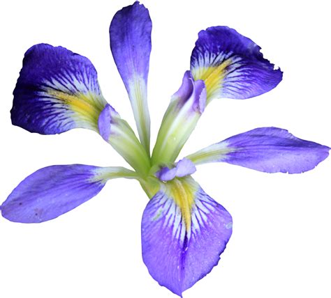 Collection Of Iris Flower Png Hd Pluspng