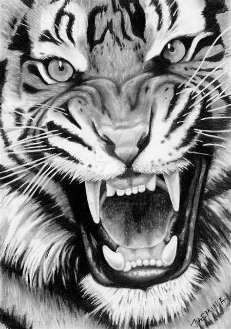 Roaring Tiger Graphite Drawing By JasminaSusak On DeviantArt In 2020