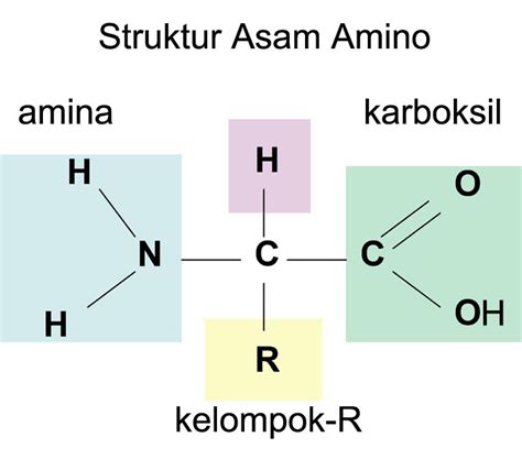 Umumnya, glikoprotein diproduksi sebagai modifikasi cotranslational atau posttranslational dalam proses yang oleh karena itu, ini adalah perbedaan fungsional antara glikolipid dan glikoprotein. Macam Macam Asam Amino, Pengertian dan Contohnya ~ Jurnal MMS