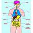 Inside The Human Body  Organs Teaching Resources