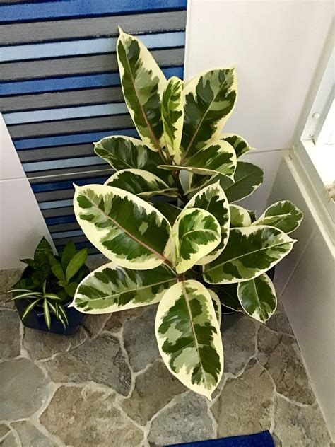Planting or repotting and watering, and how to avoid diseases. Ficus elastica "tineke" | Plants, Plant life, Plant leaves