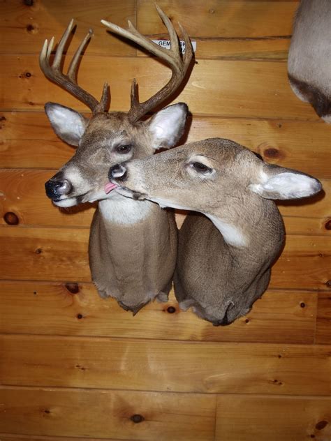 Whitetail Buck And Doe Mount Jims Taxidermy Port Clinton Oh