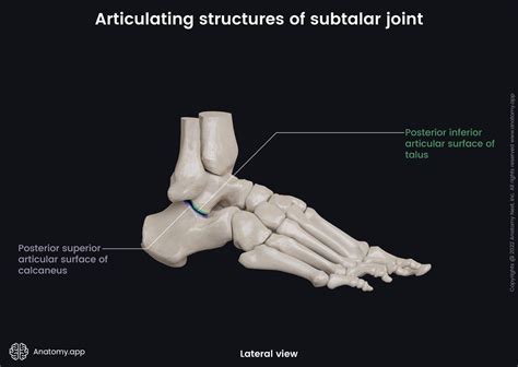 Subtalar Joint Encyclopedia Anatomyapp Learn Anatomy 3d Models