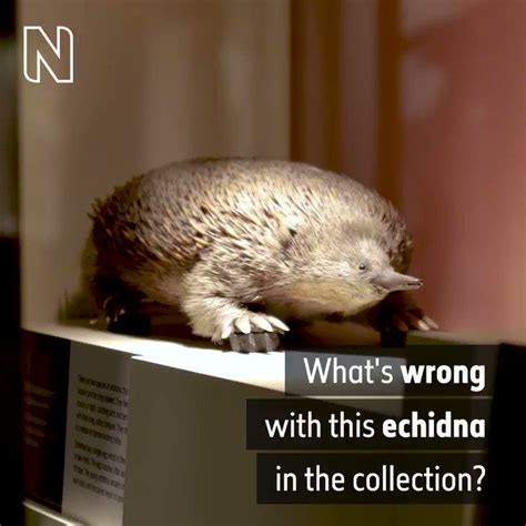 Natural History Museum On Twitter Echidnas Are Unusual