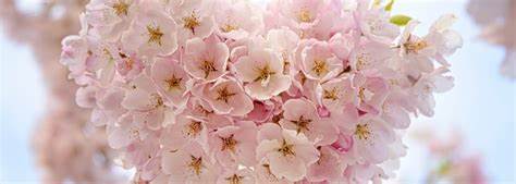 Диеты метаболический синдром Метаболический синдром и сердечно-сосудистый риск Метаболический синдром и сердечно-сосудистый риск Диеты метаболический синдром