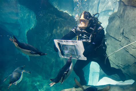 Behind The Thrills Seaworld Premieres Animal Vision As Guests Take A