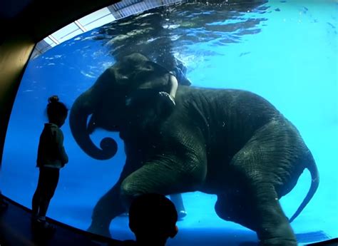 Elephants Forced To Perform Underwater Tricks In Zoo Enough Is Enough