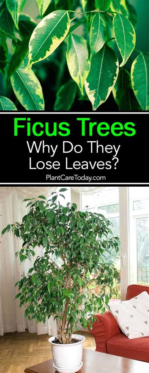 Why Is My Ficus Dropping Leaves Weeping Fig Losing Leaves