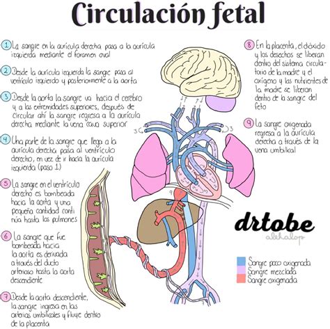 Dr To Be On Instagram 🙋🏻‍♀️¡hablemos De La Circulación Fetal ️ La