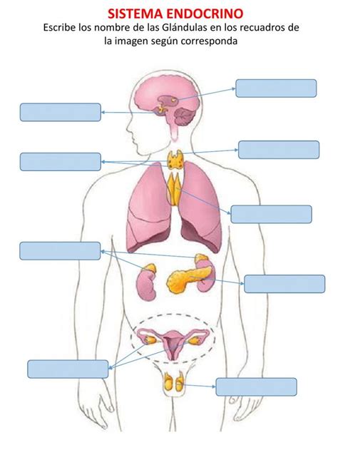 The Anatomy Of The Human Body And Its Major Organs Including The