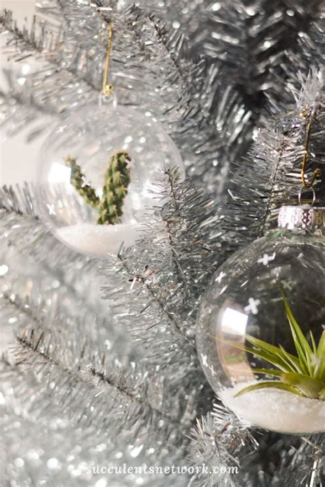 Allowing the temperature to fall in the evenings will help induce flowers as well. Christmas is the best time of the year with succulents ...