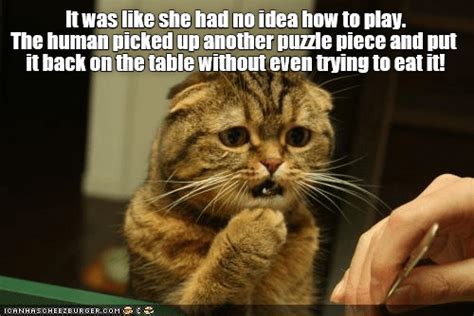 Unbelievable... - Lolcats - lol | cat memes | funny cats ... Every tick on the vote button are counted and is a big help for them to climb up the rank and be one of the top memes in the collection ever.
