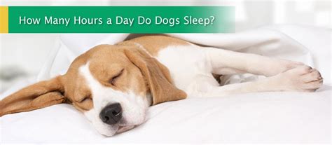 Dogs certainly sleep more than we do, although there are animals who sleep even longer, such as armadillos and koalas. How Many Hours Do Dogs Sleep Each Day? Why Do Dogs Sleep ...