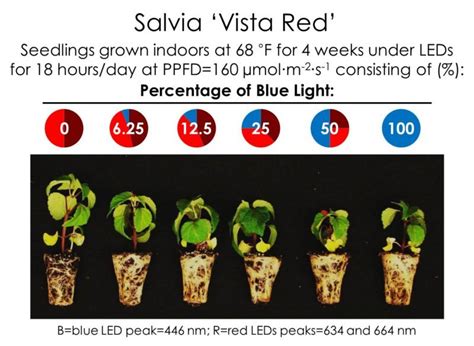 While outdoor plants in full sun will naturally receive both red and blue light, indoor plants might be lacking in it. Effects of Blue Light on Plants - Greenhouse Product News