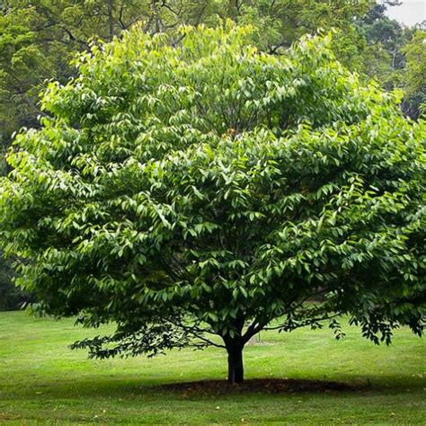 American Hornbeam Trees For Sale | The Tree Center™