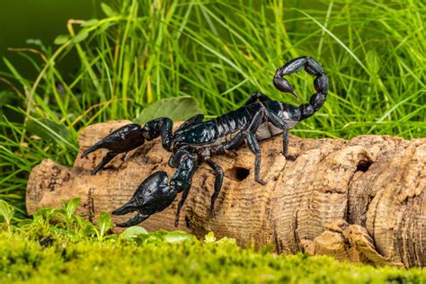 Black Emperor Scorpion Shot Last Week Native To West Africa Its One