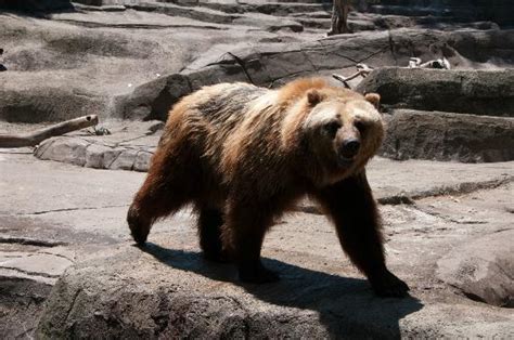 Brown Bear Picture Of Indianapolis Zoo Indianapolis Tripadvisor