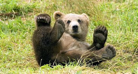 Free Images : nature, animal, cute, wildlife, zoo, fur, young, small