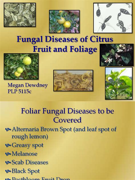 Fungal Diseases Of Citrus Fruit And Foliage Pdf Horticulture And