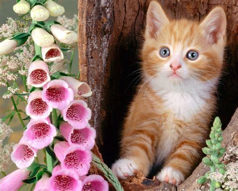 Beautiful Cats Wallpapers Top Những Hình Ảnh Đẹp
