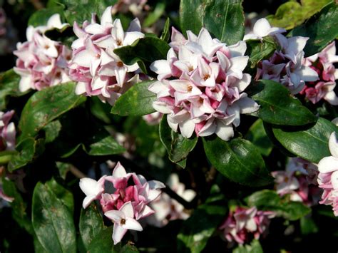 Le Daphné Odora Fleuri Et Parfumé En Plein Hiver