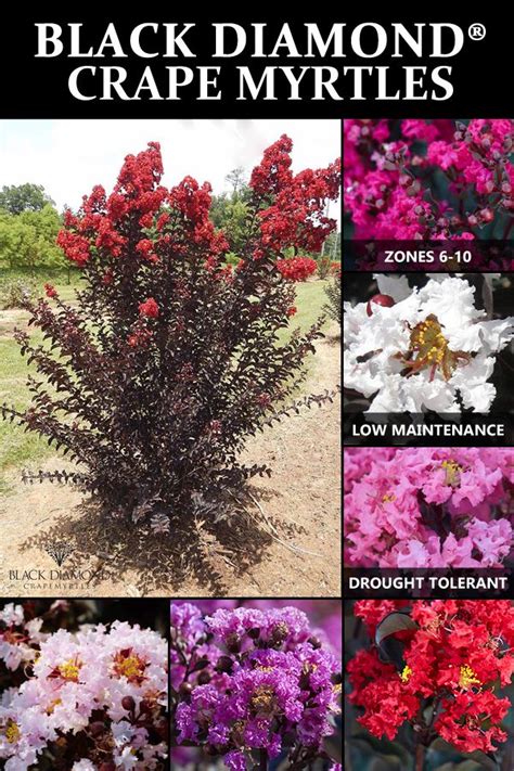 If the foliage of your diamonds in the dark® crepe myrtle is turning greenish, this would indicate the location is too shaded. Buy Black Diamond Crape Myrtle Trees at Nature Hills ...