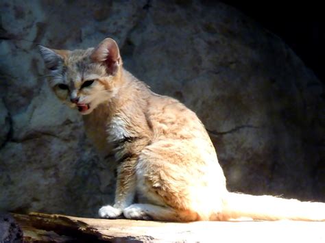 Sand Cat The Shifted Librarian Flickr