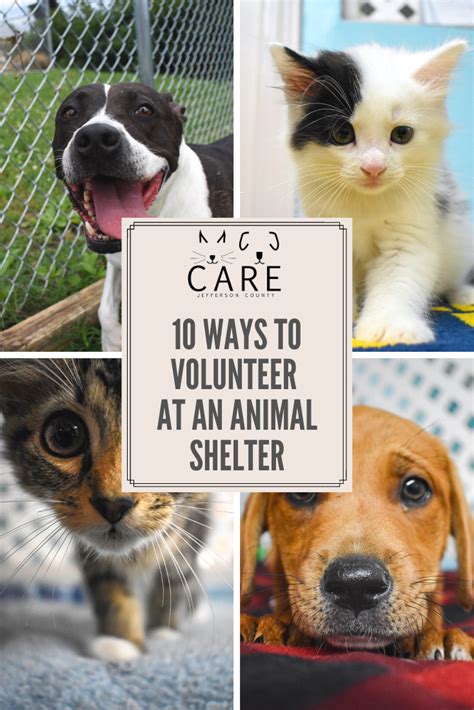 10 Ways To Volunteer At An Animal Shelter Animal Shelter Animal