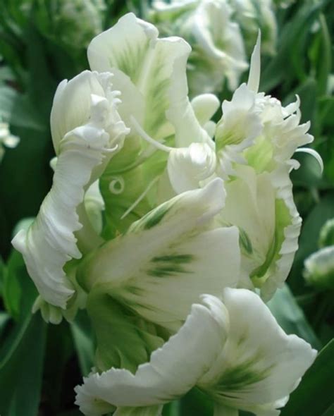 White Parrot Tulip Bulbs Live Plant All Starter Plantsbulbs Etsy