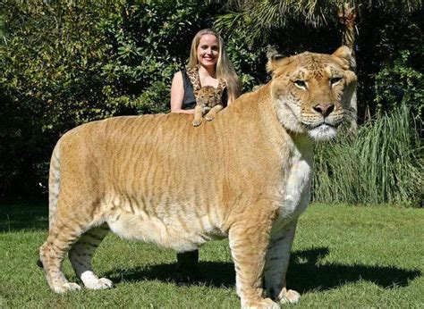Ligers Facts 11 Things You Didnt Know About These Lion Tigers