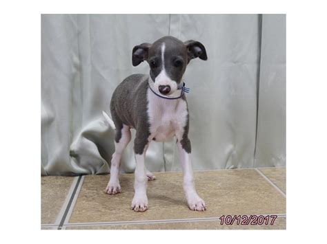 Usda licensed commercial breeders account for less than 20% of all breeders in the country. Italian Greyhound-DOG-Male-Blue / White-1924875-Petland Carriage Place