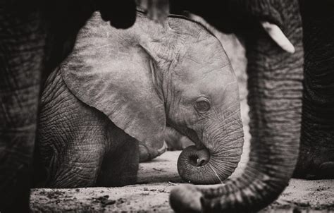 Обои слон слоны хобот слоненок чёрно белое фото картинки на