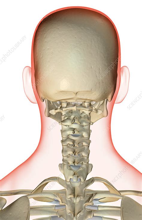 The Bones Of The Head And Neck Stock Image F0014934 Science