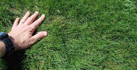 Most Common Diseases In Fine Fescue Grass
