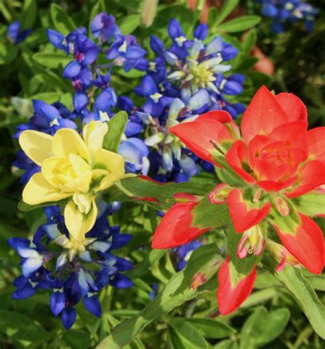 Dreamstime is the world`s largest stock photography community. Brenham, TX | Spring flowers, Flowers, Wild flowers