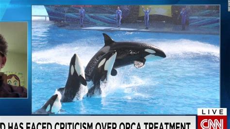 California Bans Orca Captivity And Breeding Following Seaworlds Decision To End Its Program Nature