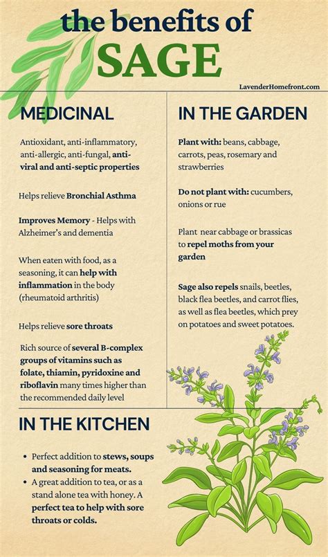 How To Grow And Harvest Sage The Lavender Homefront
