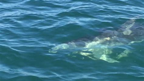 Dolphins In Port Phillip Bay Youtube