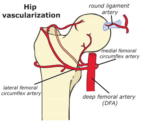It is an important in providing hip stability and supplies blood to the femoral head. Startradiology