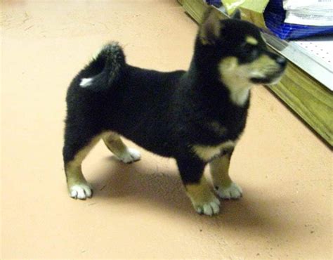 Black Shiba Inu Puppies For Sale | PETSIDI