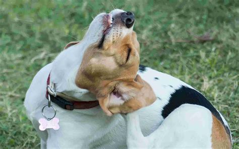 Dog Scratching Himself Behind His Ear Pest Control Santa Barbara