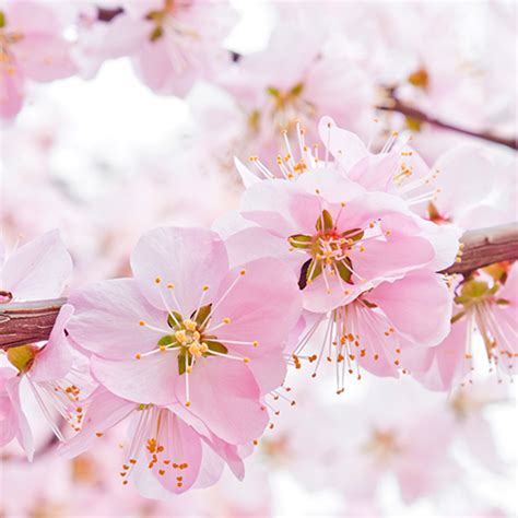 Cherry Blossom Live Wallpapers Appstore For Android