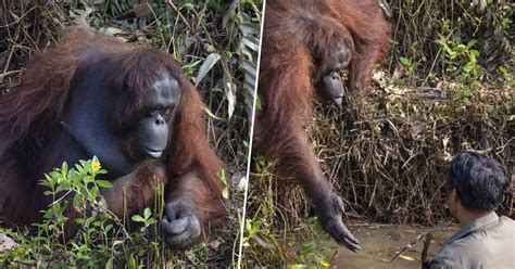Orangutan In Borneo Offers Its Hand To Rescue A Man Picture Web