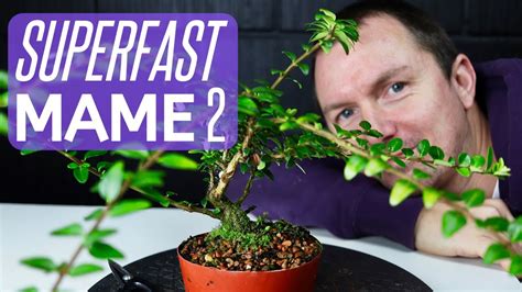 As branches grow in, they often grow in long and straight, which takes away from the illusion of a. Mame Bonsai: (Branch Building) Making Mini Bonsai from ...